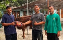 Kisah Inspiratif Mahrus Ali, Mahasiswa Yang Pilih Berternak Sapi Kini Raup Keuntungan Ratusan Juta
