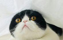 Mengapa Kucing Terlihat Aneh bagi Manusia? Ini Penjelasan Ilmiahnya