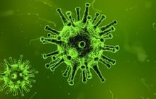 Awal Mula Kemunculan Virus Nipah, Gejala, dan Akibat yang Ditimbulkannya
