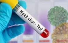 Dua Kasus Virus Nipah Terdeteksi di India, Negara Asia perketat Pengawasan Bandara