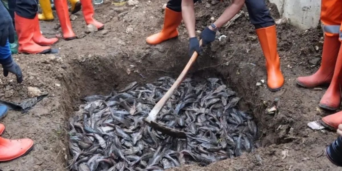 MUI Sebut Ikan Sapu-sapu Dikubur Hidup-hidup Tak Sesuai Prinsip Islam, Pramono Janji Bakal Ada Penyesuaian