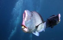 Ikan Nuri Jambul: Sang Insinyur Laut yang Mengubah Karang Jadi Pasir