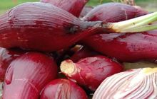Bawang Dayak: Umbi Tradisional Kalimantan yang Menyimpan Senjata Antikanker