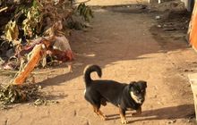 Seskab Teddy Ceritakan Anjing yang Jadi Penyelamat Warga Bali Saat Banjir Besar