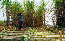Pemerintah Punya 240 Ribu Hektare Lahan untuk Tanam Bahan Baku Etanol, Bakal Diperluas sampai Capai Target 1 Juta Hektare