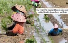 Area Persawahan Dipenuhi Lumpur Sisa Banjir, Begini Usaha Petani Aceh Utara untuk Bisa Terus Menanam Padi
