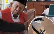 Masir (75) Jalani 5 Bulan Penjara usai Tangkap Burung Cendet di TN Baluran