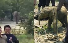 Kawanan Gajah Liar Masuk Mess Karyawan di Riau, Viral Warga Kocar-kacir Lari Selamatkan Diri