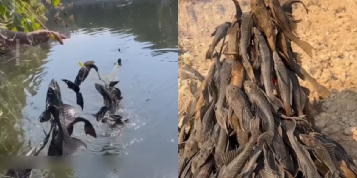 Dinilai Jadi Hama di Bantaran Sungai, Ikan Sapu-Sapu Diburu Massal oleh Warga yang Tinggal pada Perairan Jakarta
