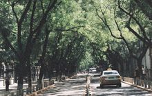 Pohon di Bandung akan Diberi KTP untuk Tingkatkan Keselamatan Warga