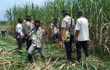 Petani Tebu Siap Kepung Kemendag — Menuntut Revisi Permendag 16/2025 atau Kembalikan ke Aturan Lama