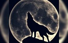 Cahaya yang Mengajak Manusia Berhenti Sejenak, Wolf Moon