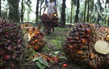 B50: Ambisi Energi Bersih dan Kegelisahan di Kebun Sawit