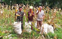 Petani Jagung Grobogan Tidak Perlu Khawatir: Enam Perusahaan Siap Menyerap Panen