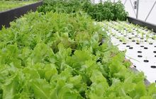 Hortikultura RI Melesat, Ekspor Naik 49 Persen, Tembus Rp 55 Triliun