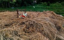 Manfaat Jerami Padi: Dari Pupuk Alami hingga Pertanian Berkelanjutan