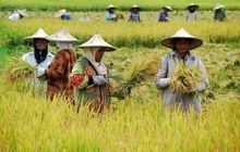 Presiden Prabowo Nyatakan Indonesia Mandiri Pangan, Tantangan Distribusi dan Petani Masih Mengemuka