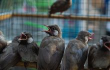 Apa yang membuat burung berkicau begitu bergairah di pagi hari?